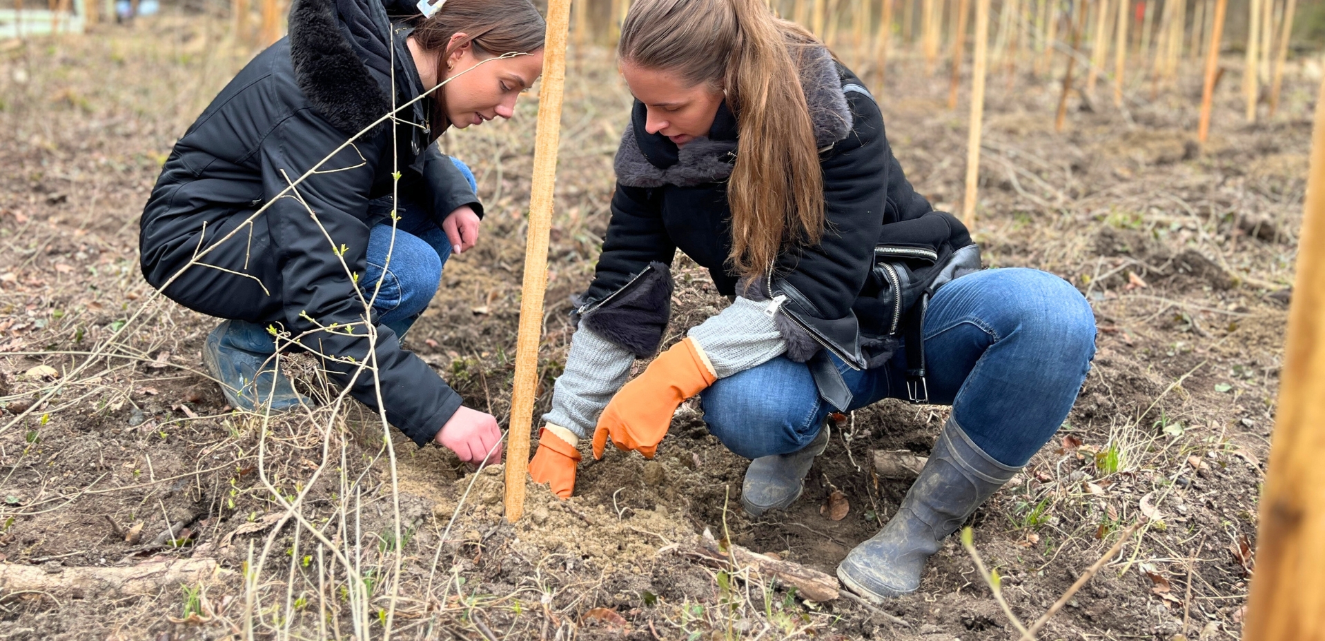 2 Mitarbeiterinnen der BKK Pfalz pflanzen junge Bäume ein